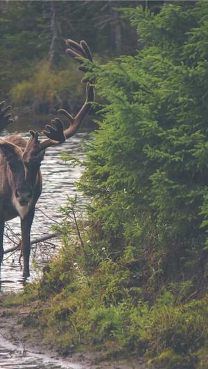 黑料不打烊155截图3