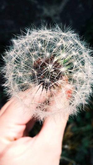 黑瓜吃料官网截图2