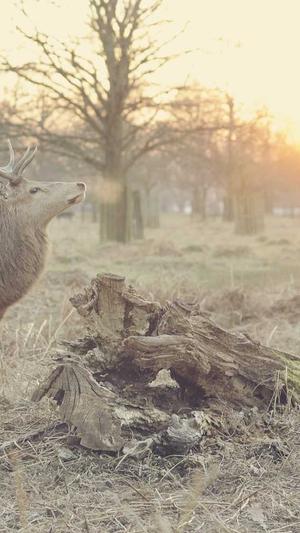 胖翻译官吃瓜截图4