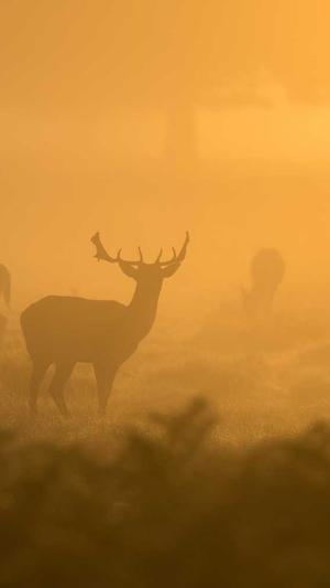 51今日吃瓜爆料截图1